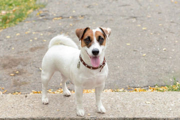 Cute funny dog outdoors