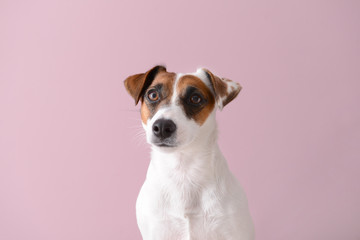 Cute funny dog on color background