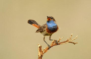 Pechiazul