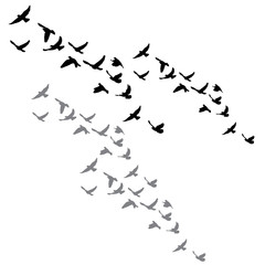 isolated flock of a bird flying silhouette