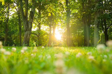 morning forest sunshine