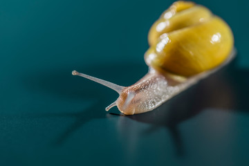 Macro view of snail with yellow shell on it, isolated shot on blue background with side light