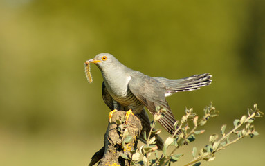 Cuco con oruga