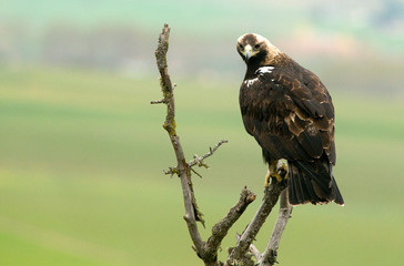 Aguila imperial adulta