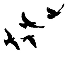 black silhouette many bird flying