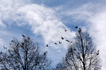 Stare sammeln sich in blattlosen Baumkronen für den Zug nach Süden
