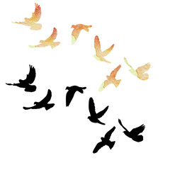 Fototapeta na wymiar isolated flock of birds flying, watercolor silhouette