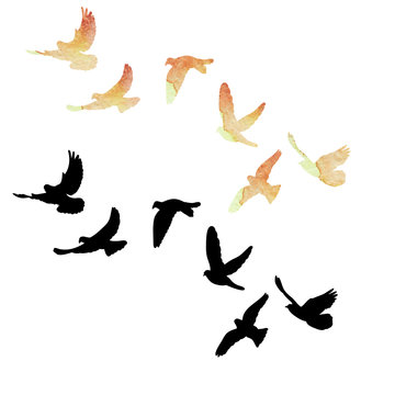isolated flock of birds flying, watercolor silhouette