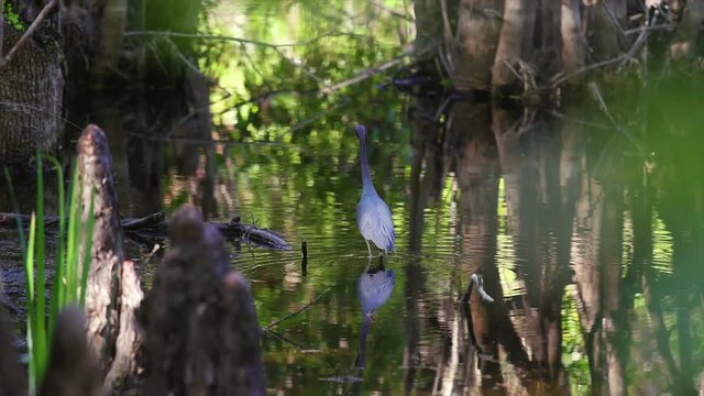 Unique Birds Hunting in a swamp down in Southern Florida. Spreading their wings, wading through water and pecking.