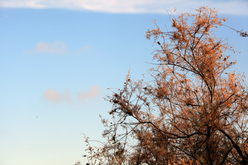 Golden autumn in the steppe at sunset. The Astrakhan region. Russia.