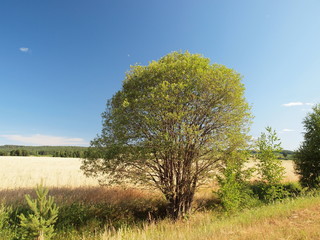 Fototapeta premium Golden wheat field, tree, summer. Russia, Ural, Perm region