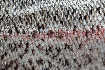 fish scales as background © studybos