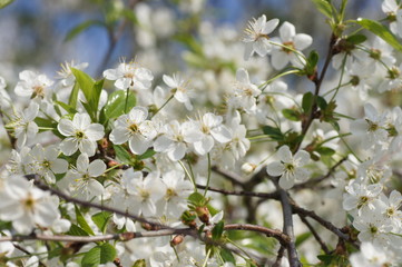 many cherry flowers