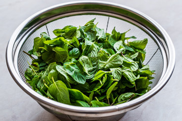 Fresh Mint Leaves in Stainless Steel Metal Colander
