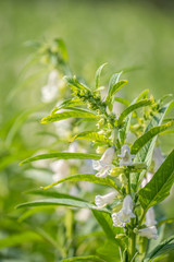 Sesame field and beautiful flowers in Xigang, Tainan, Taiwan, close up, macro