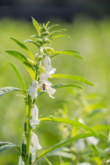 Sesame field and beautiful flowers in Xigang, Tainan, Taiwan, close up, macro