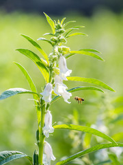 Sesame field and beautiful flowers in Xigang, Tainan, Taiwan, close up, macro