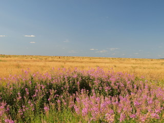 Obraz premium Russian field. Russian summer nature. Russia, Ural, Perm region