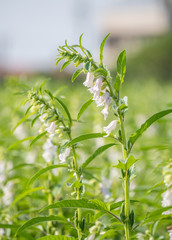 Sesame field and beautiful flowers in Xigang, Tainan, Taiwan, close up, macro