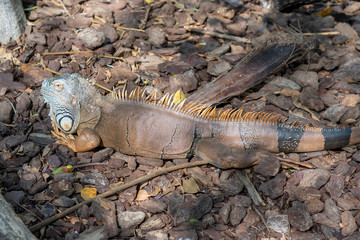 iguana disguised in the forest