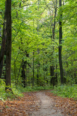 Obraz premium autumn path in the forest