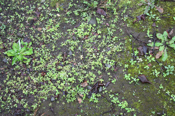 地面　植物　雨