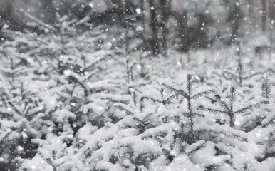 Winter forest. Landscape of winter forest on a sunny day. Snow-covered trees and Christmas trees in the forest. Branches under the snow. Bad snowy weather a cold day.