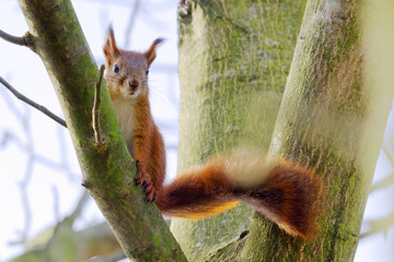 Wiewiórka pospolita (Sciurus vulgaris)