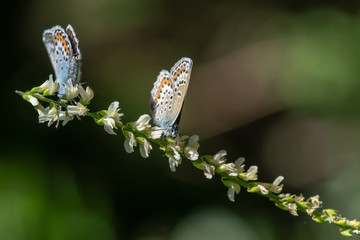 Couple of blue wing butterflies sitting on a white flower