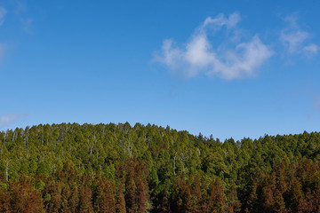 Forest and clouds