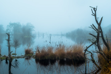 Moorlandschaft im Morgennebel