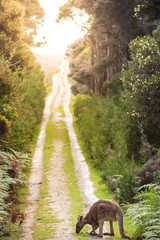 Eastern grey kangaroo (Macropus giganteus) spotted late afternoon on the track to Cotters beach in Wilson's Promontory national park, Victoria, Australia