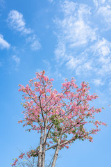 Beautiful different kapok under the blue sky