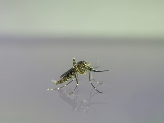 Close-up Mosquito on water After the mosquito larva. It is a disease-causing animal Dengue and