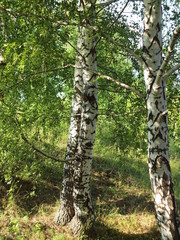Russian forest, birch. Russian summer nature. Russia, Ural, Perm region
