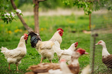 beautiful cock walking on the grass in a village or a farm