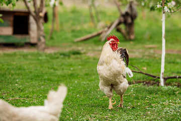 Naklejka na ściany i meble beautiful cock walking on the grass in a village or a farm