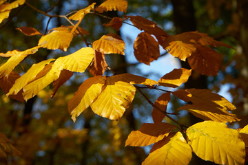 Herbst gold