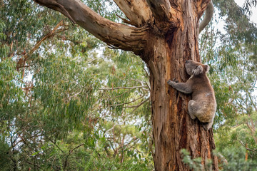 Wild koala in Adelaide Hills