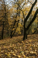 Fototapeta na wymiar colorful tree in autumn landscape