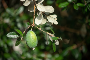 フェイジョアの果実