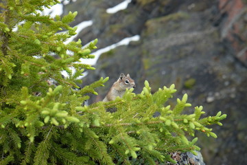 Chipmunk in trees of Canada