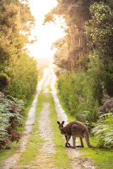 Eastern grey kangaroo (Macropus giganteus) spotted late afternoon on the track to Cotters beach in Wilson's Promontory national park, Victoria, Australia © Michael Evans