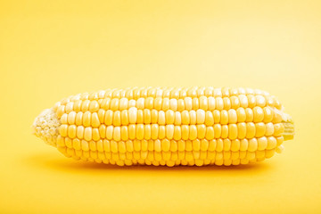Fresh corn on yellow background
