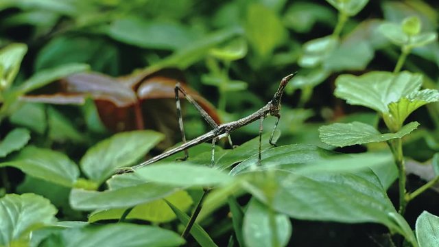 jumping stick insect walking on a the lush vegetation of the rainforest jungle floor
