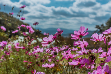 Obraz na płótnie Canvas beautiful pink cosmos flower with and Landscape of nature background 