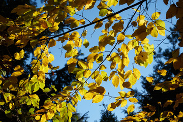 Herbstfarben Wald