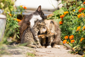 tenderness scene, cats