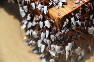 photo of seashells on a wooden board, clams cling to a board on a sandy seashore