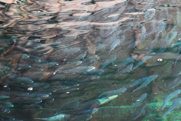A school of fish in the water